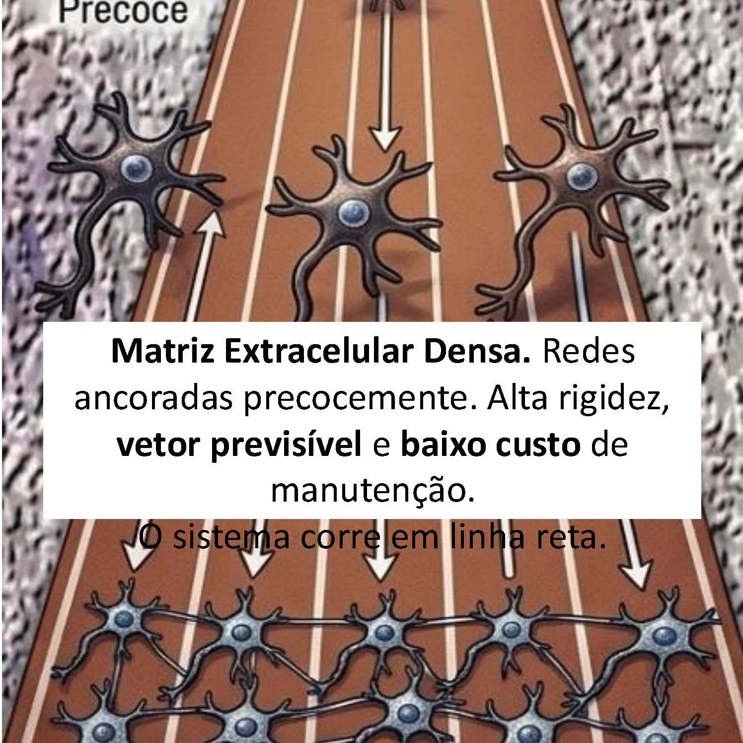 A Pista de Atletismo (Hardware Típico): Matriz Extracelular Densa. Redes ancoradas precocemente. Alta rigidez, vetor previsível e baixo custo de manutenção. O sistema corre em linha reta.