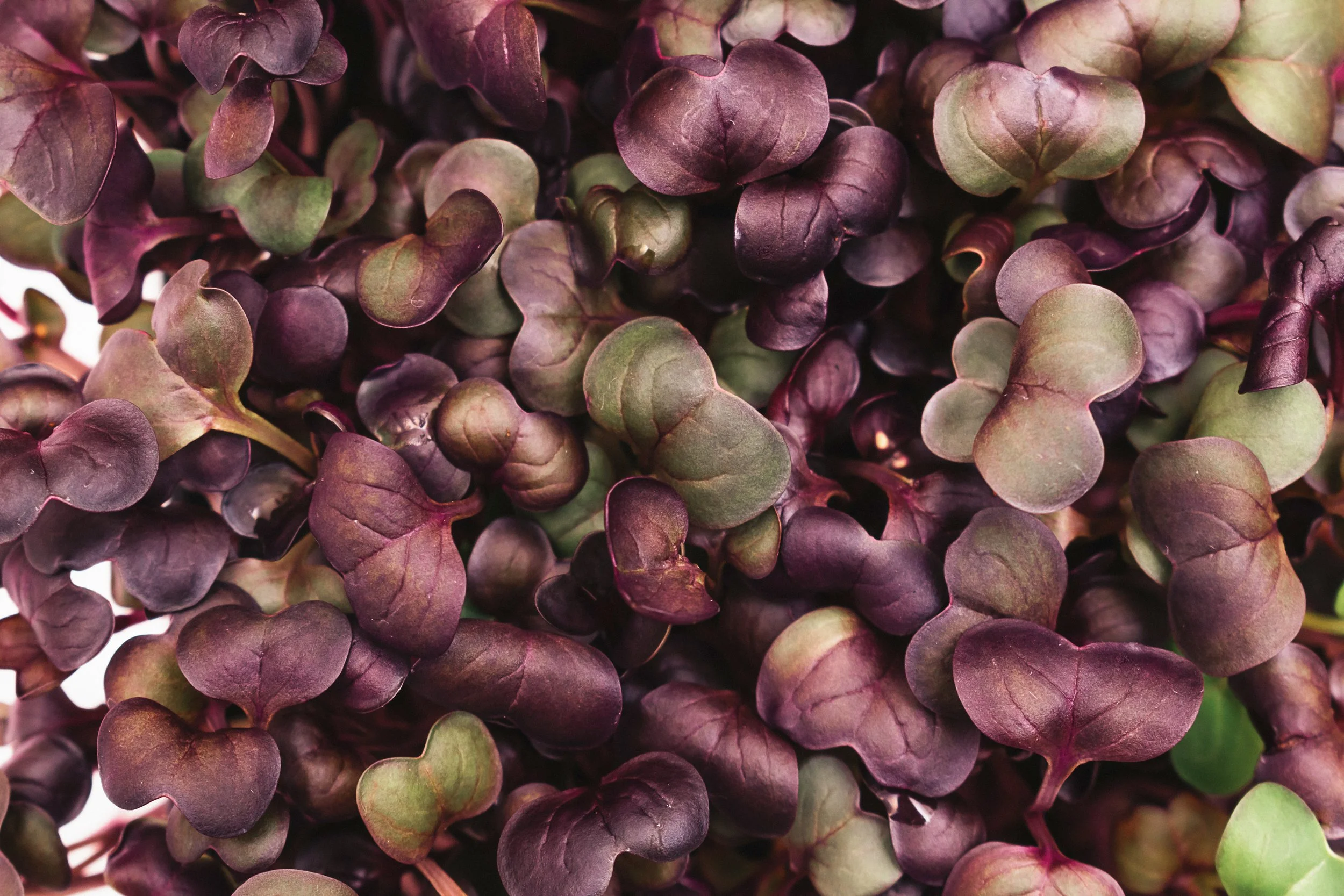 Radish - Purple Sango Radish