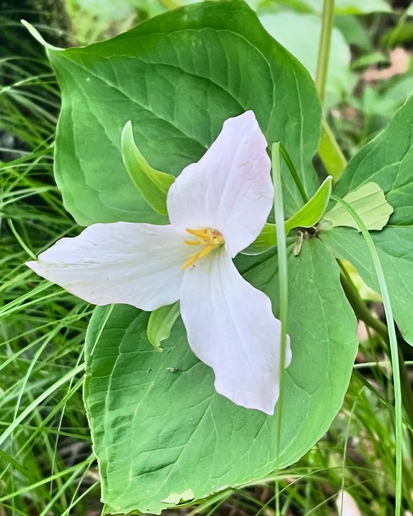 Trillium