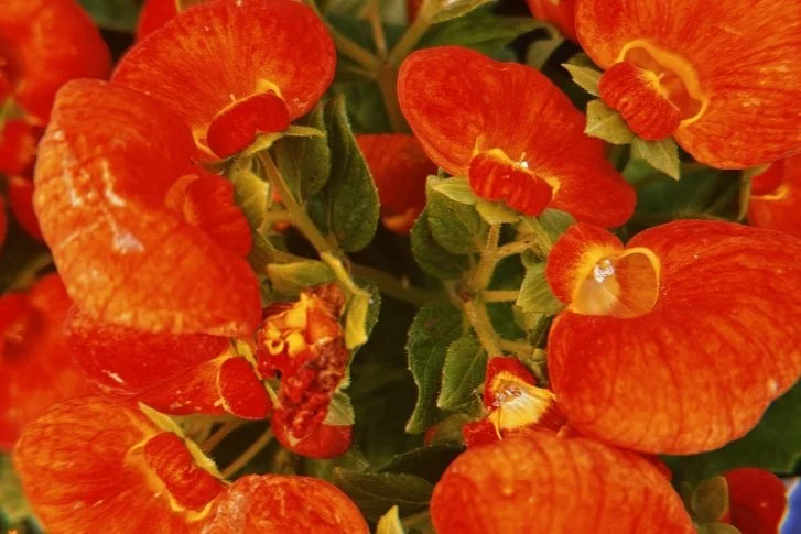 Close-up of vibrant orange and yellow flowers on a plant, with green leaves in the background.