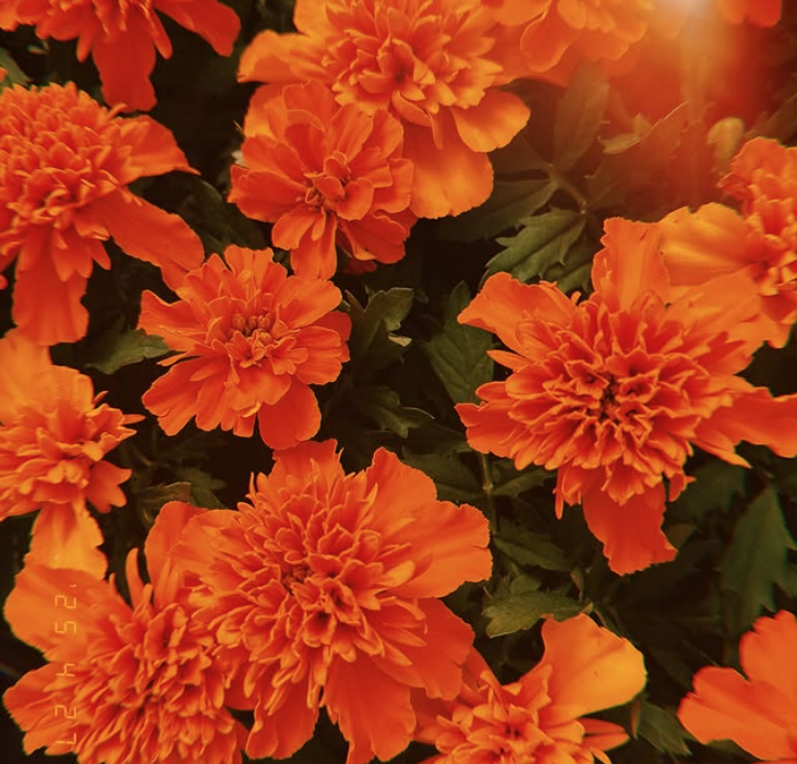 Cluster of vibrant orange marigold flowers with dark green leaves.