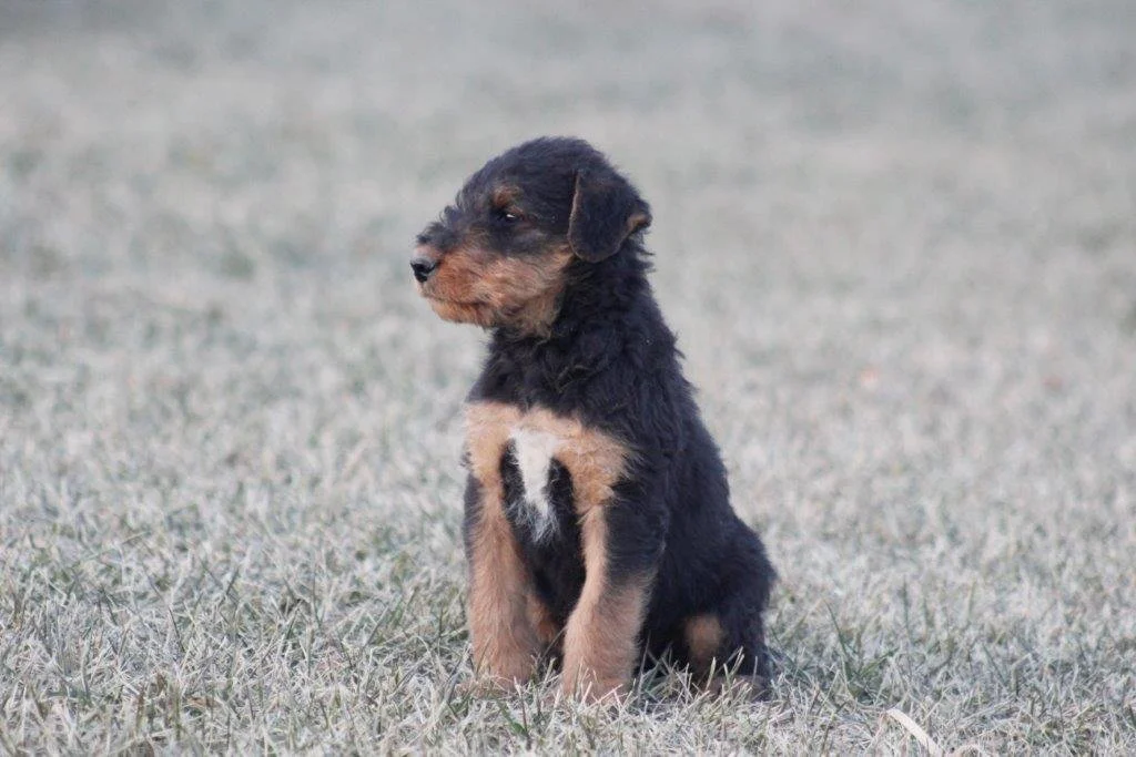 Gracy's pups 203.jpg