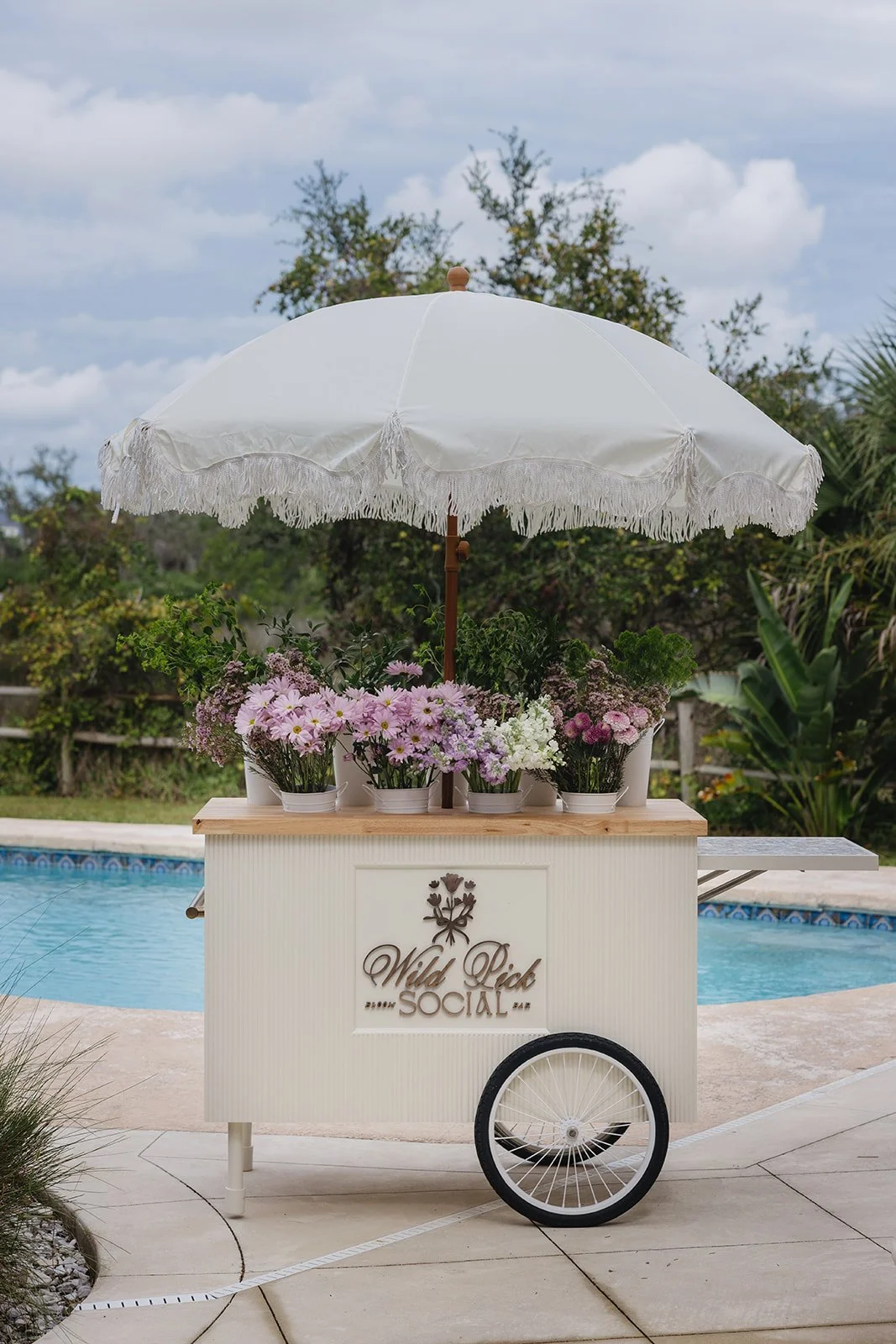 White ranunculus flower with a green stem against a light gray background.