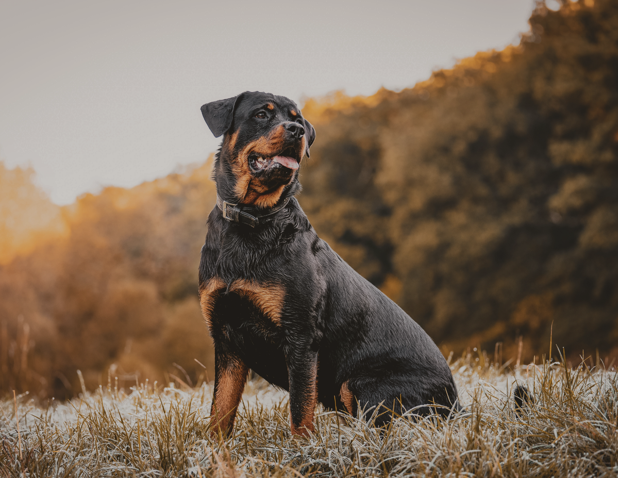 Pawphoria Grooming and Pet Market