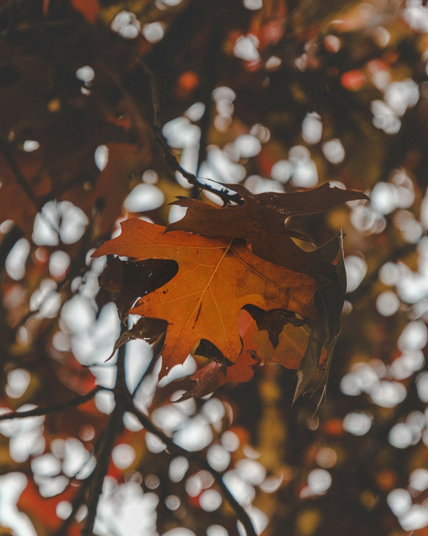 - Autumn -

On a family reunion trip down to Armidale, NSW it was actually so nice to be able to witness a small slice of Autumn. 
Living in QLD and especially in Brisbane I dont feel that we get to experience much of the seasons, its either summer o