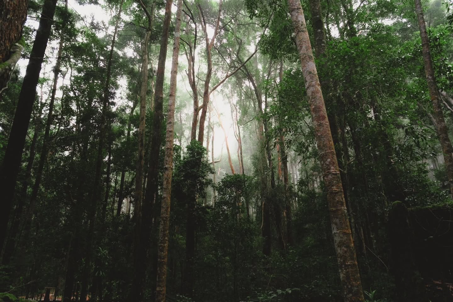 K'GARI
(Fraser Island) 
This Island is actually something else! I pretty much grew up here as a kid but have barely visited since being an adult. 

But Shelby myself and four other friends set out on a  three night hike across the middle of the islan