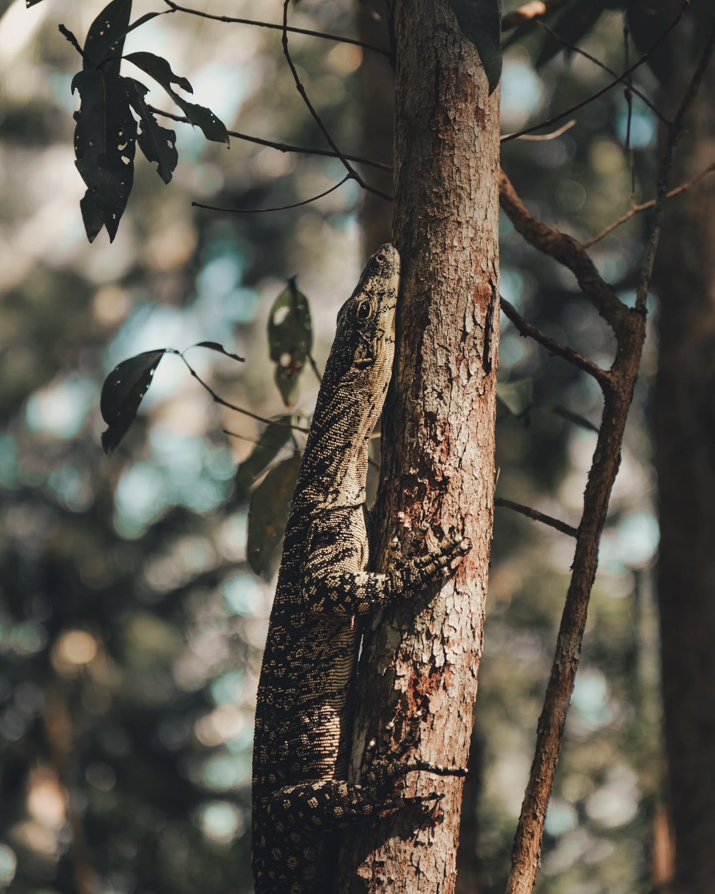 Goanna
-
Didn&rsquo;t spot him at first &mdash; almost walked straight past. Wild moments like this are what make slowing down worth it. Shot this guy while hiking on K'gari (Fraser Island).

📷 Camera gear:
Fujifilm X-H2 + Tamron 17-70mm f/2.8

🏷️
