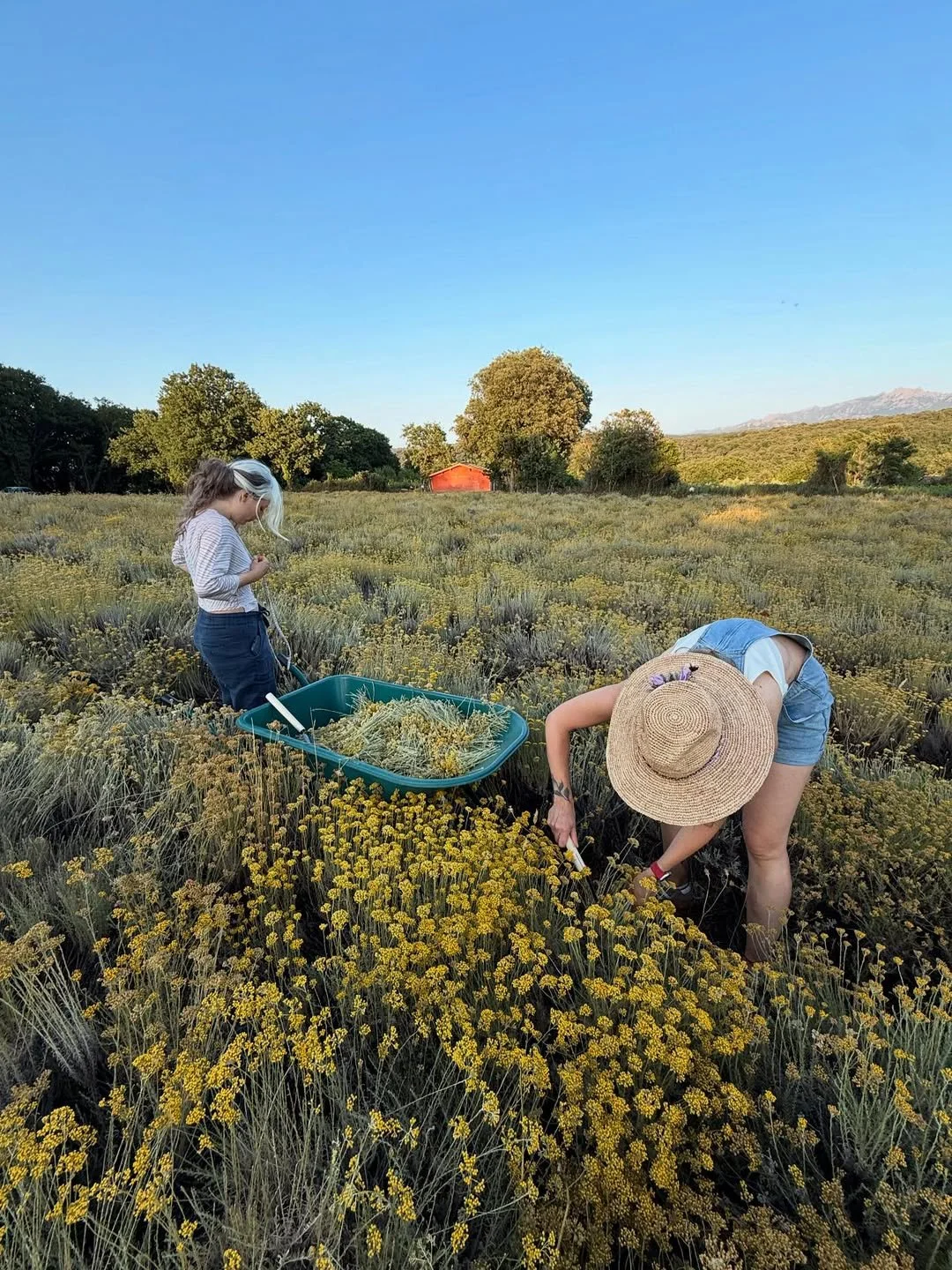 Do you know what Sardinia smells likeTo me, it smells like helichrysum — dry and golden, warmed .jpg