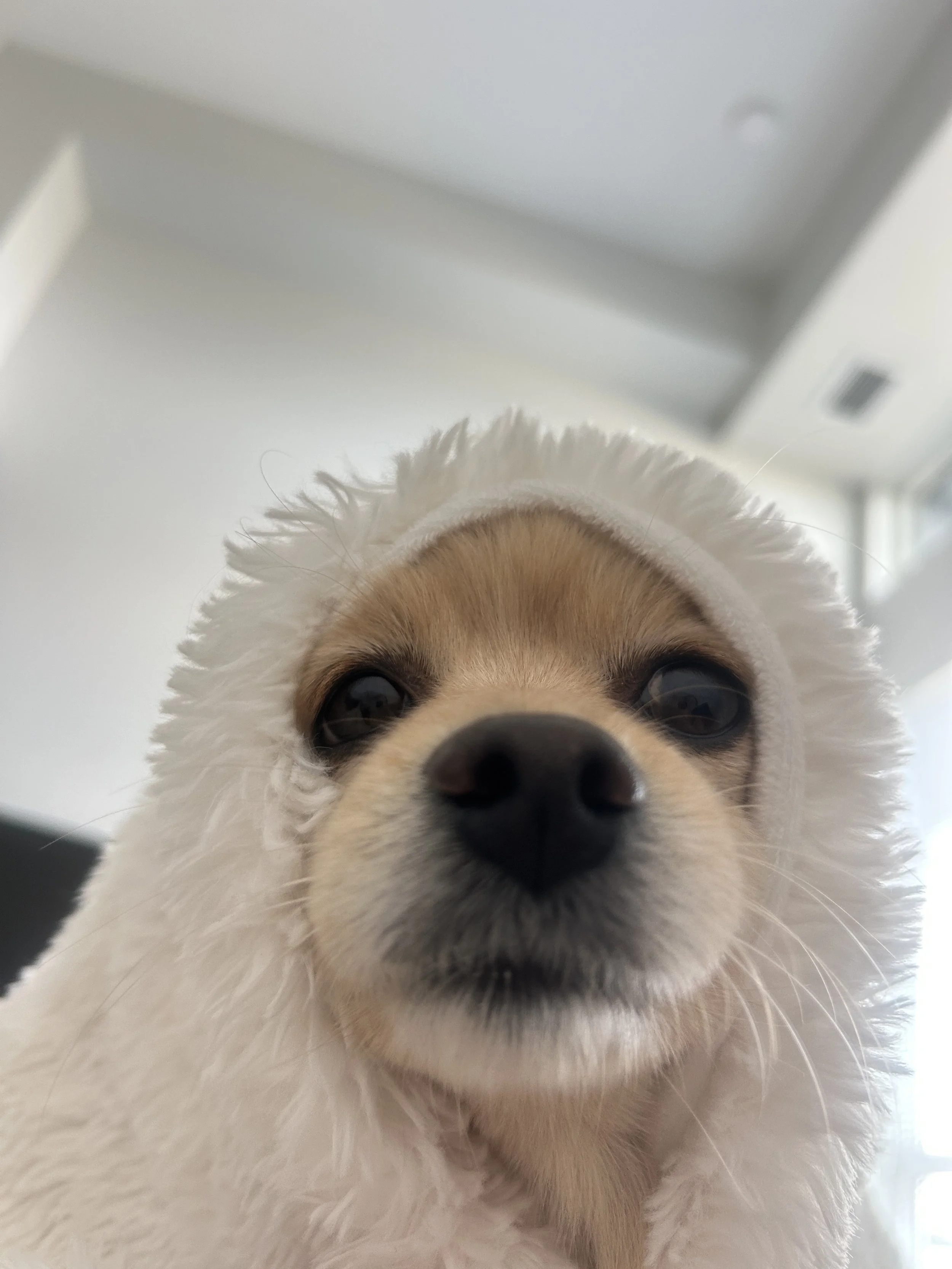 Cute dog in Kelowna with blanket on head.