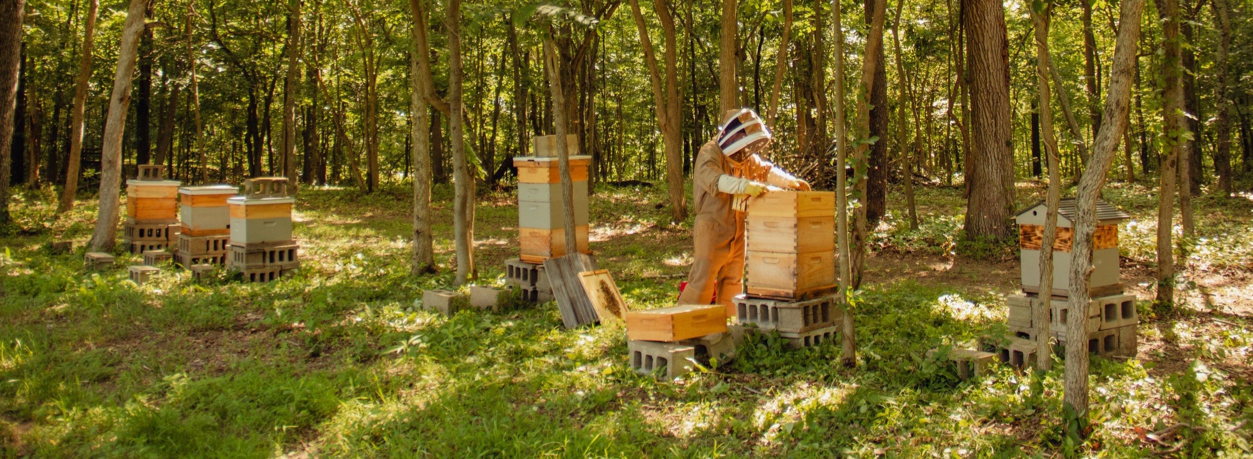 Beginner Beekeeping Mentorship — Hands-On Organic Beekeeping Experience | Lazy Acres Apiary