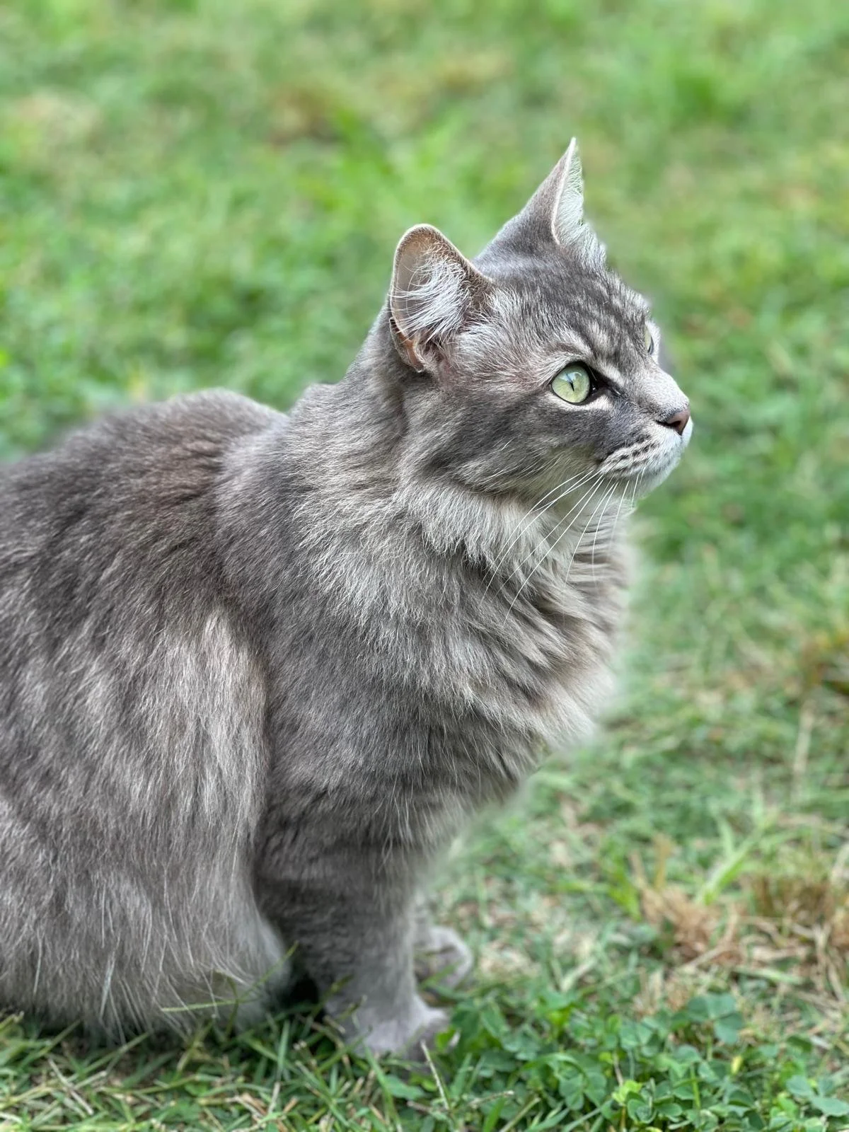 Side view of a gray domestic cat with green eyes sitting on grass.