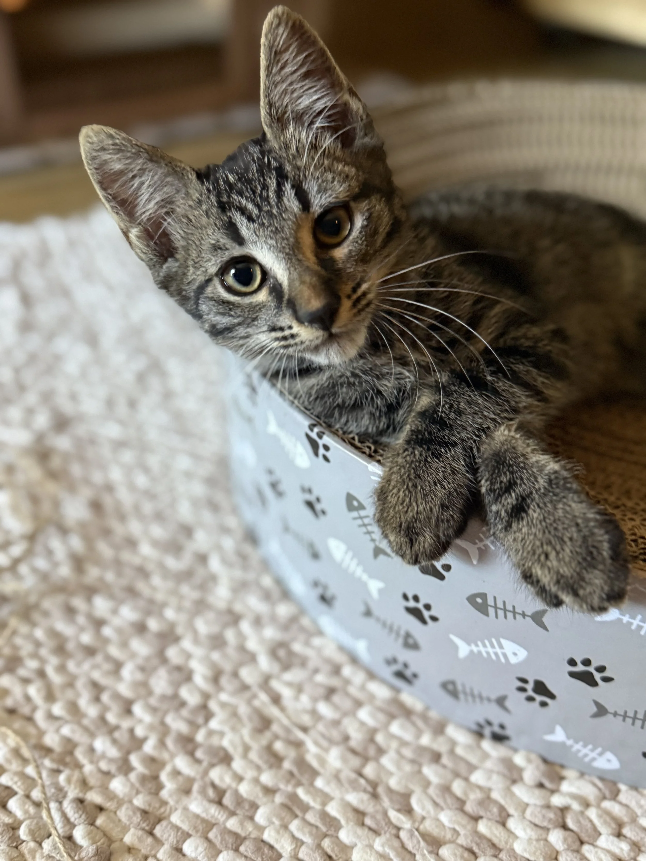 A tabby kitten with large ears and green eyes resting in a white box with black fish and paw print designs, on a textured beige surface.