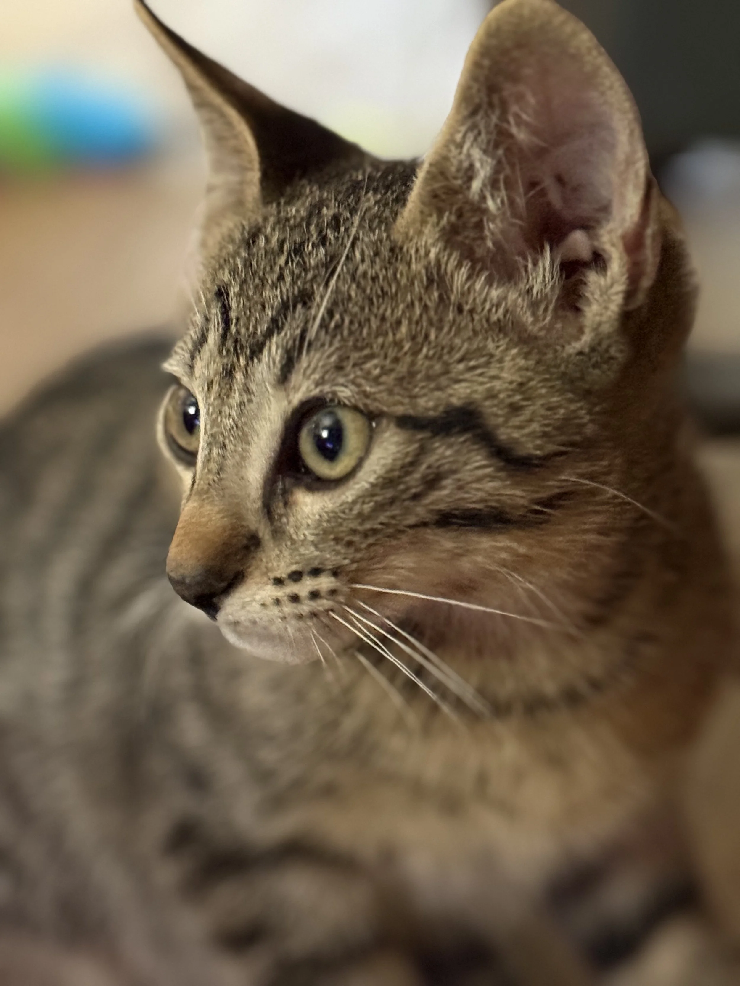 Close-up of a tabby cat with green eyes, looking to the left.