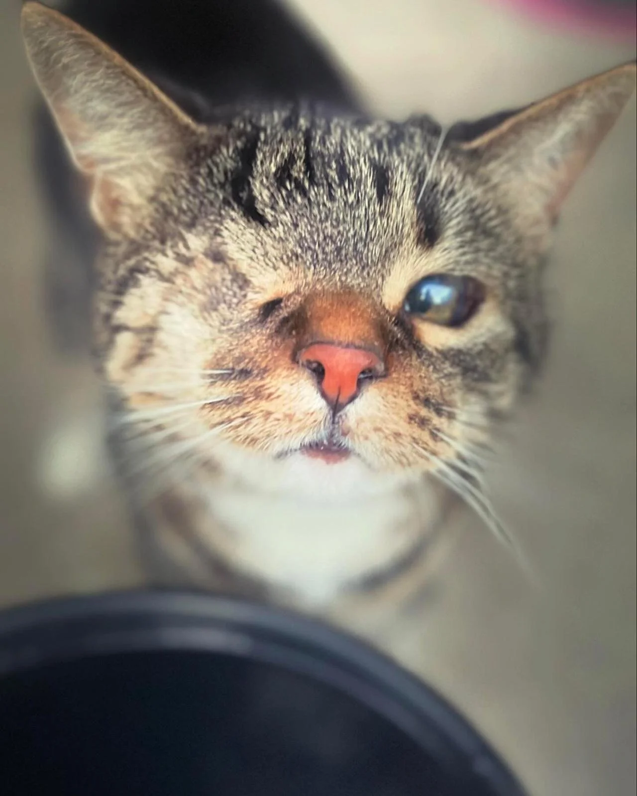 Close-up of a tabby cat with one eye partly closed, looking intently at the camera.