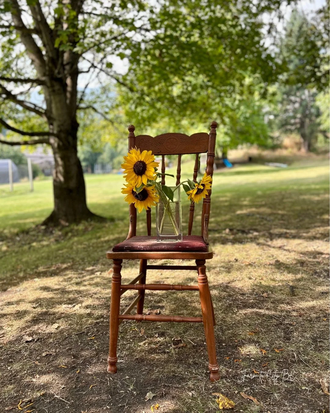 starling farm chair with sunflowers.jpg