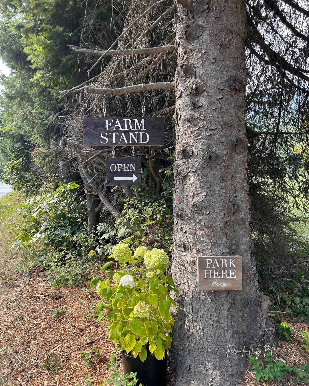 starling farm stand sign.jpg