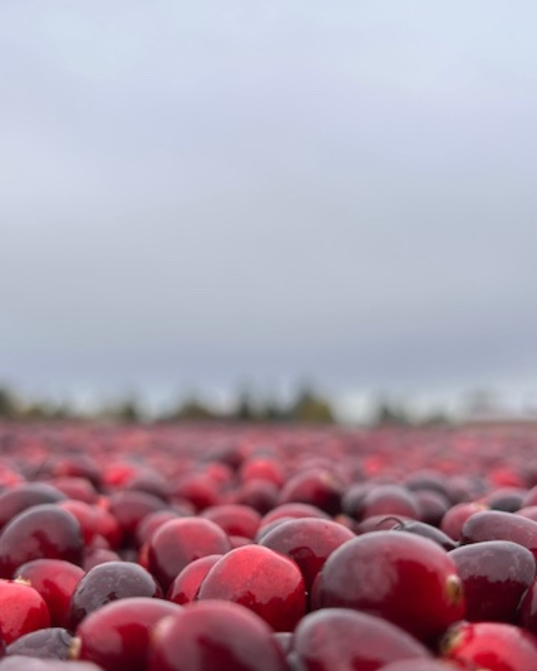 cranberries macro view.png