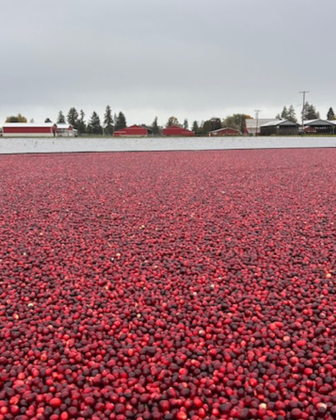cranberry farm.png