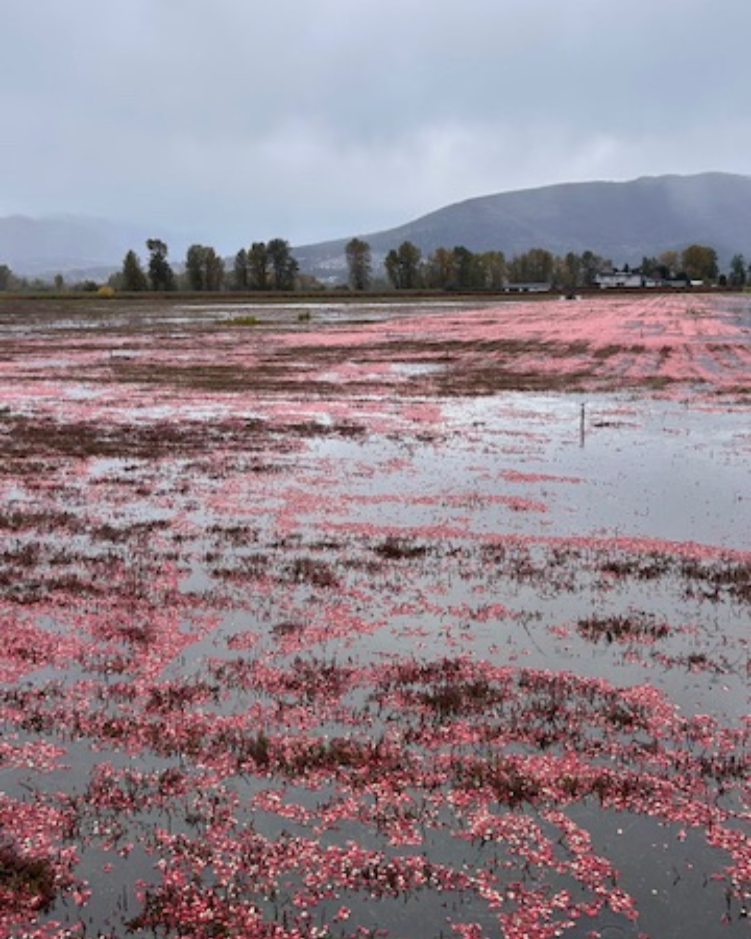 flooded cranberry bog.png