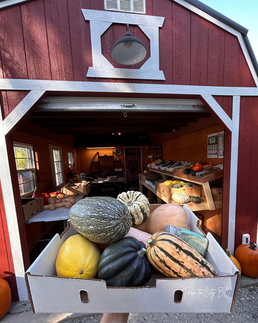 Holding a harvest box full of squash at Harry & Stella's Family Farm in Vernon BC.png
