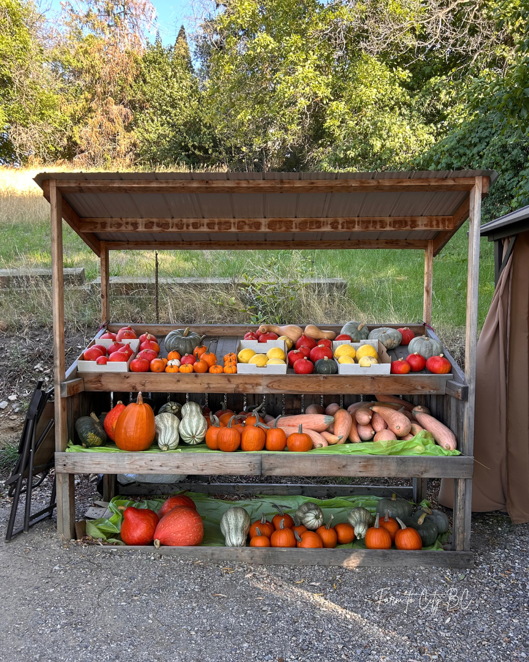 5 Squash Recipes to Celebrate the Fall Harvest Inspired by Harry &amp; Stella’s Family Farm