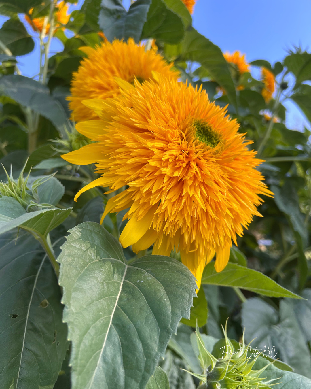 teddy bear sunflower at Harry & Stella's Family Farm.png