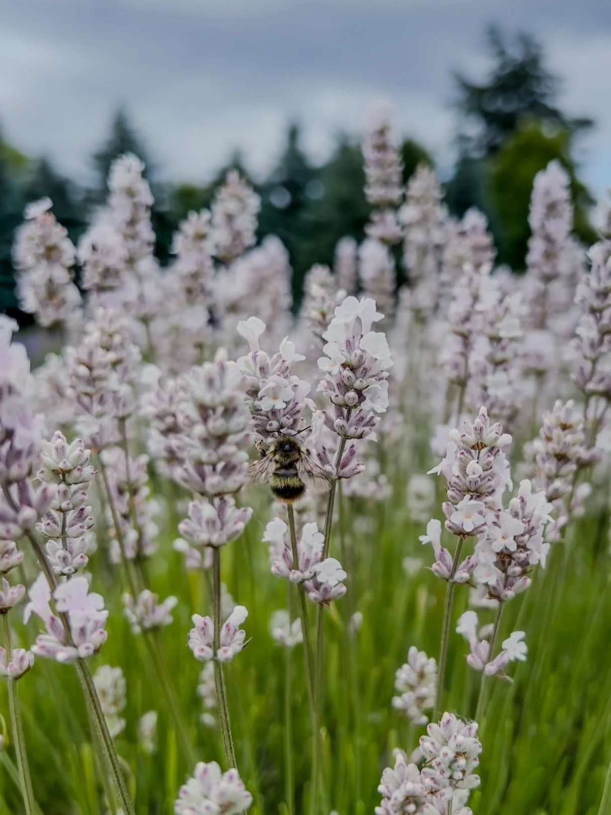 Close-up of lavender flowers with a bee collecting nectar, green grass and blurred trees in the background.
