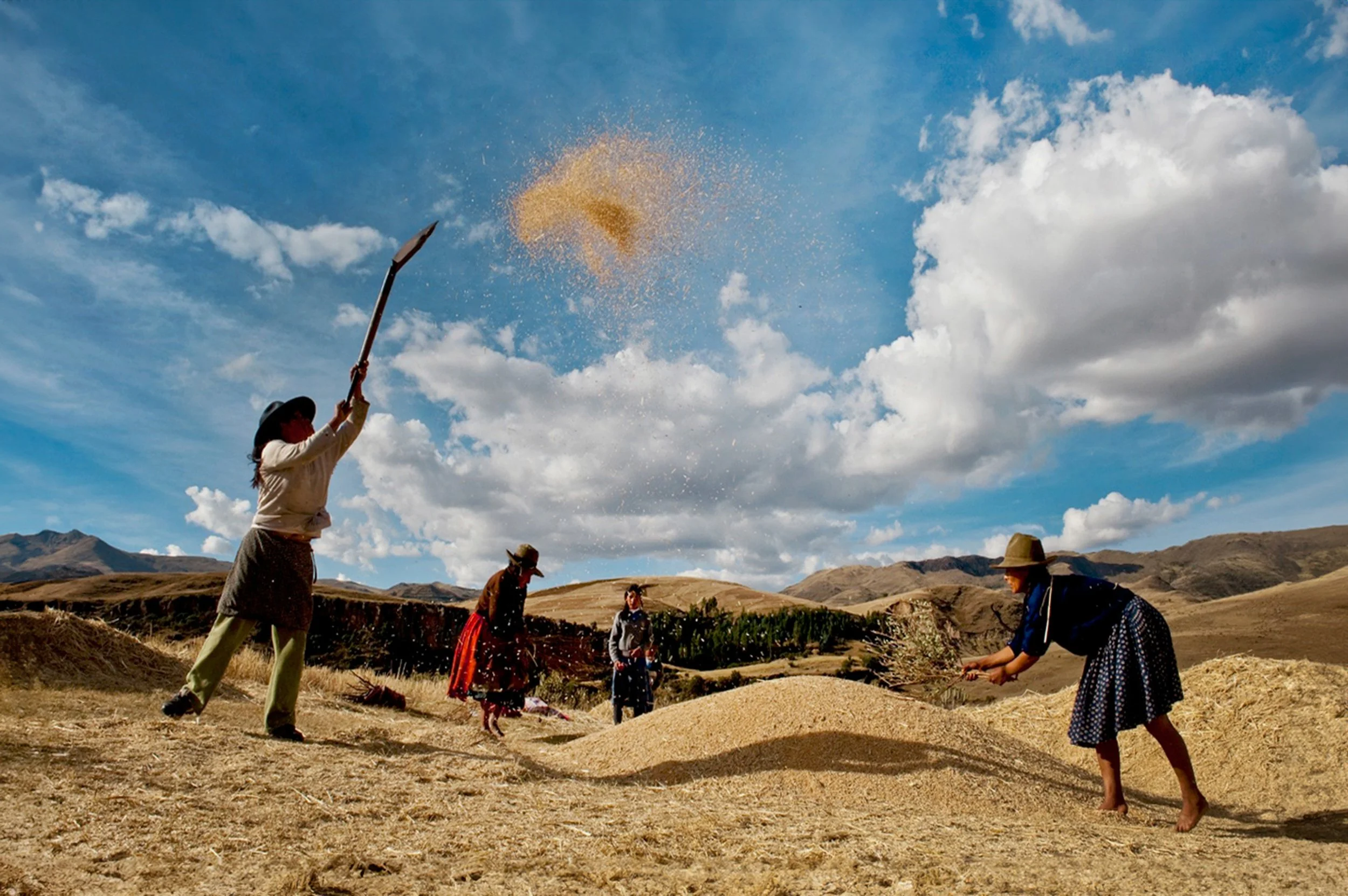 Trigo ll | 2018 | Perú