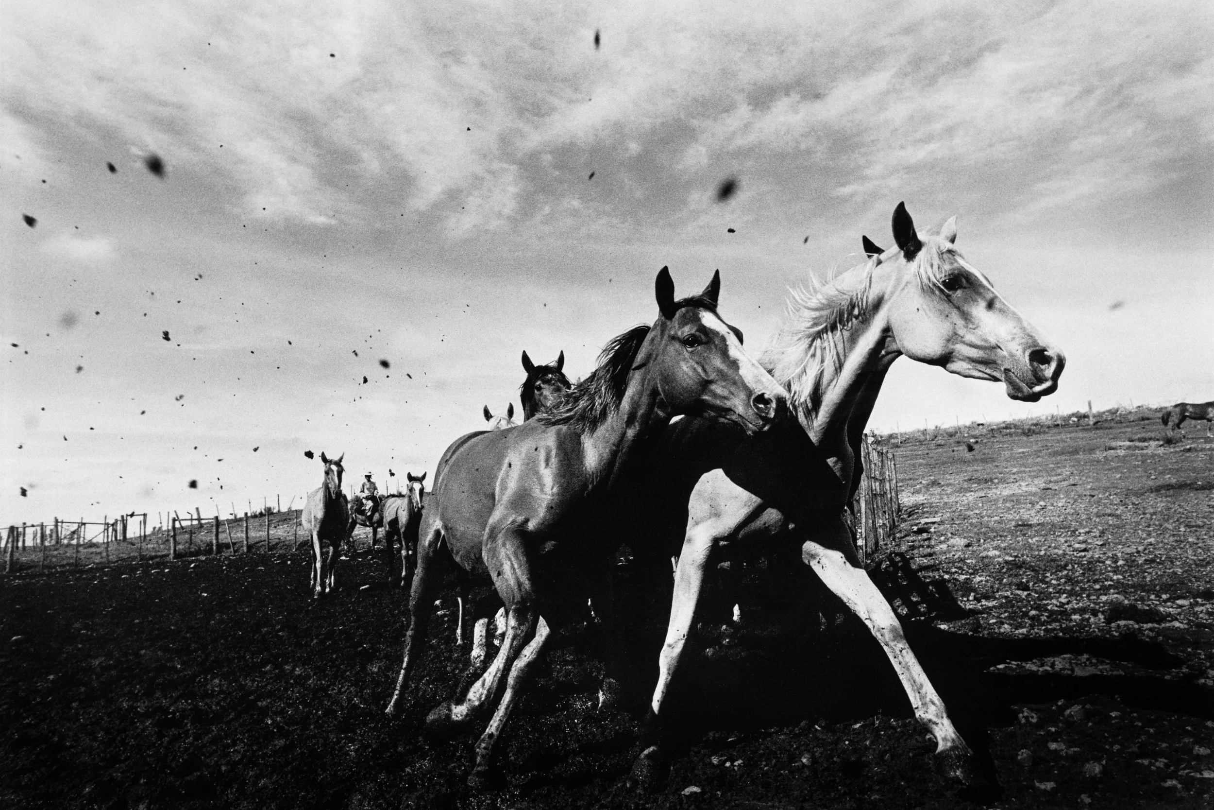  The Herd | 2005 | Uruguay
