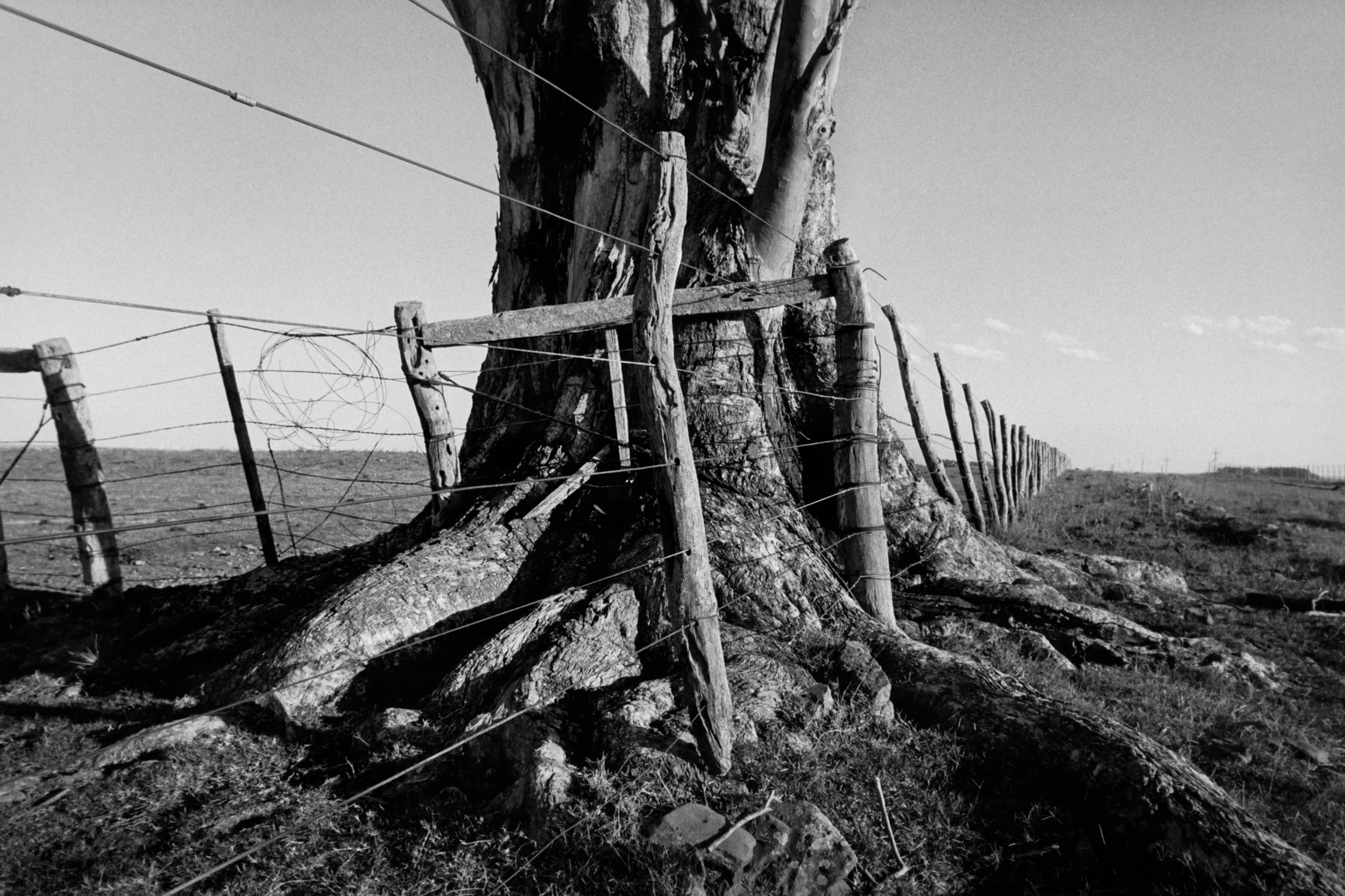  Eucaliptus | 2006 |  Uruguay