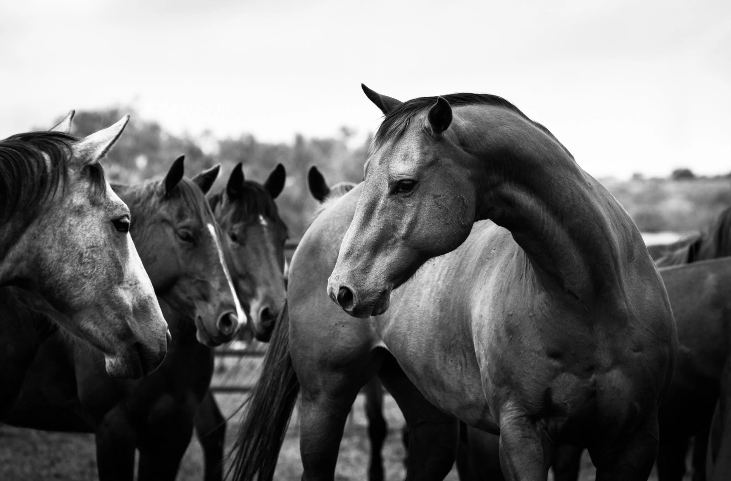 Remuda, Pitchfork Ranch | 2010 | Texas