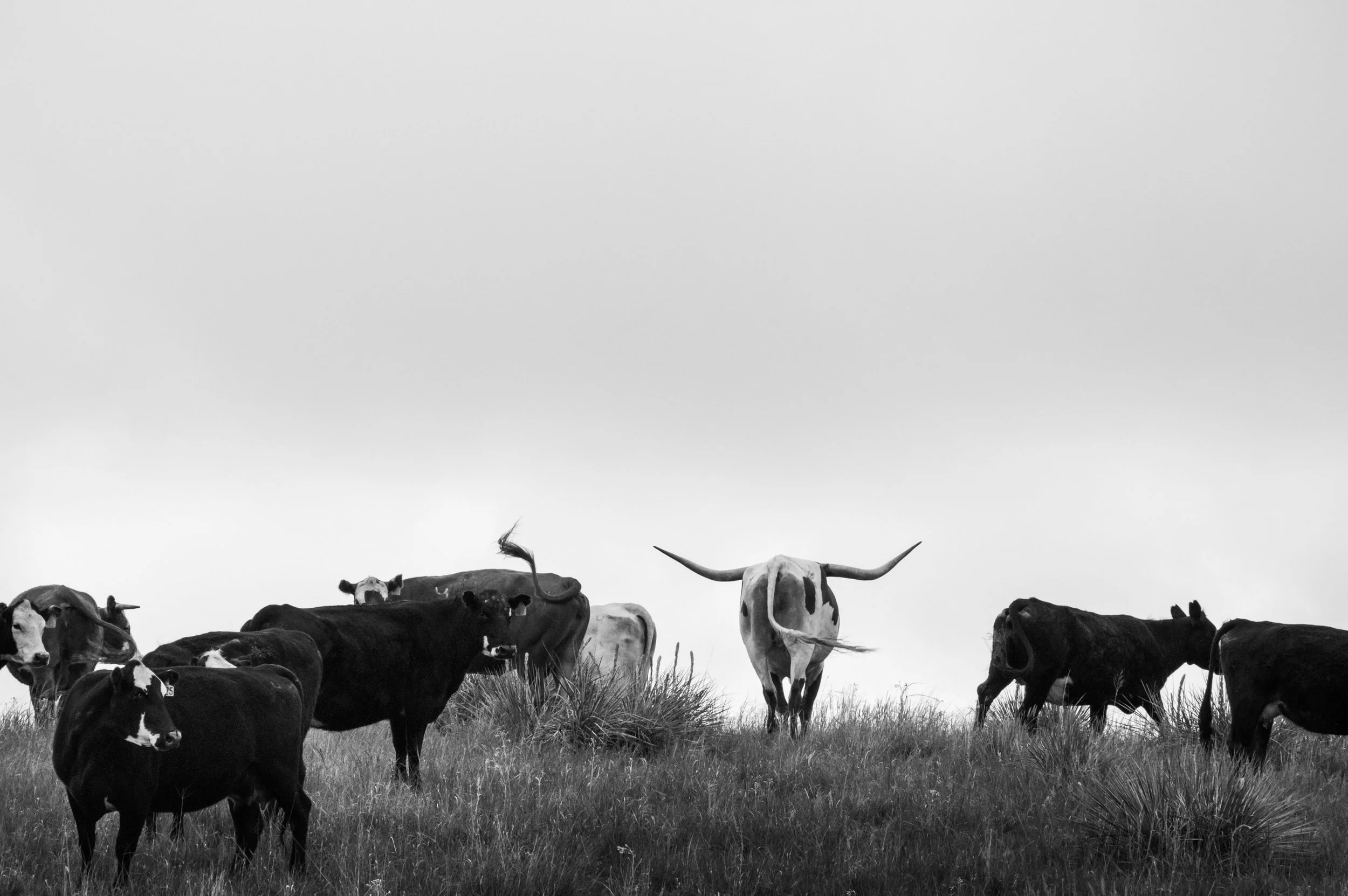 Long Horn, Haythorn Ranch | 2011 | Nebraska