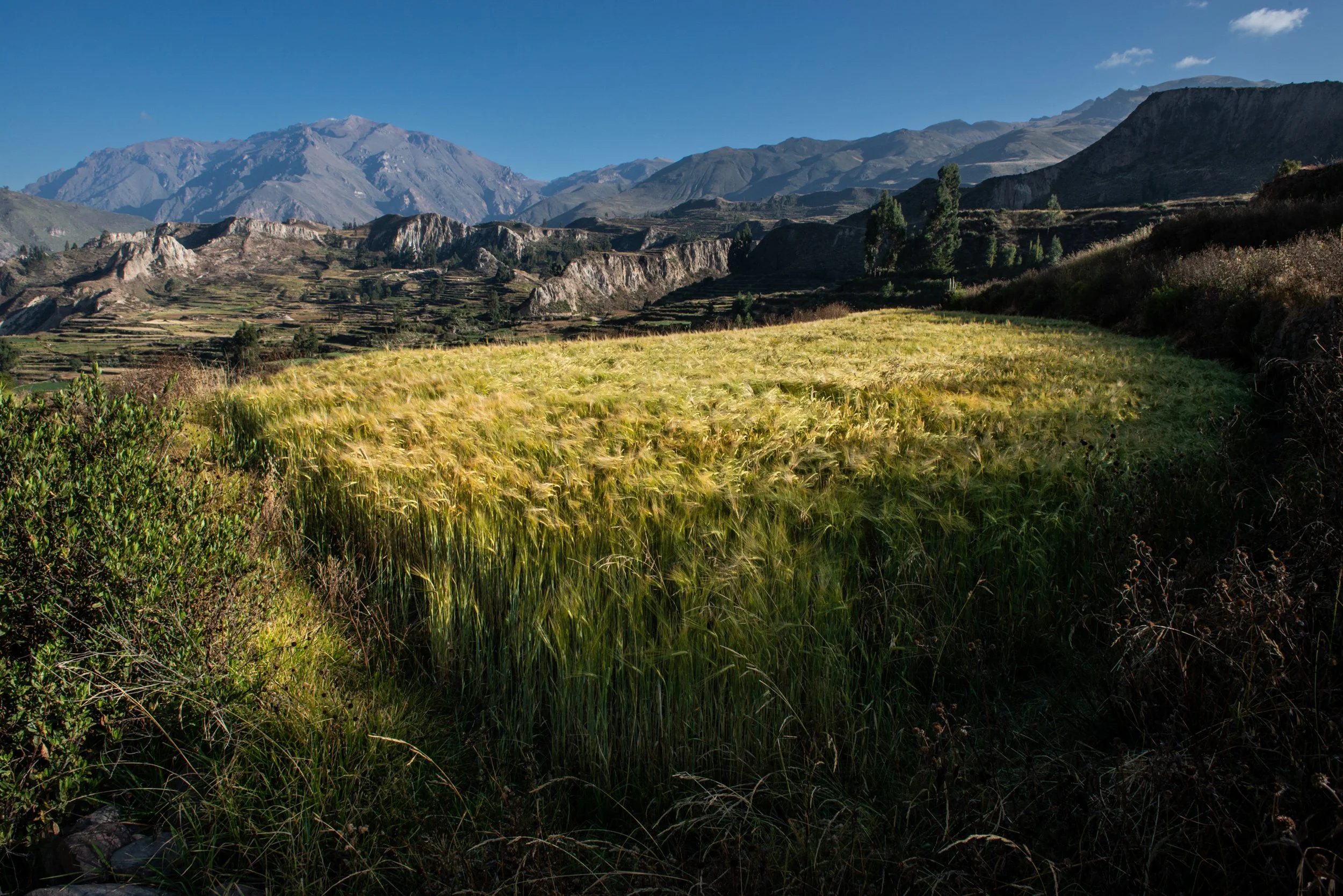 Trigo | 2018 | Perú