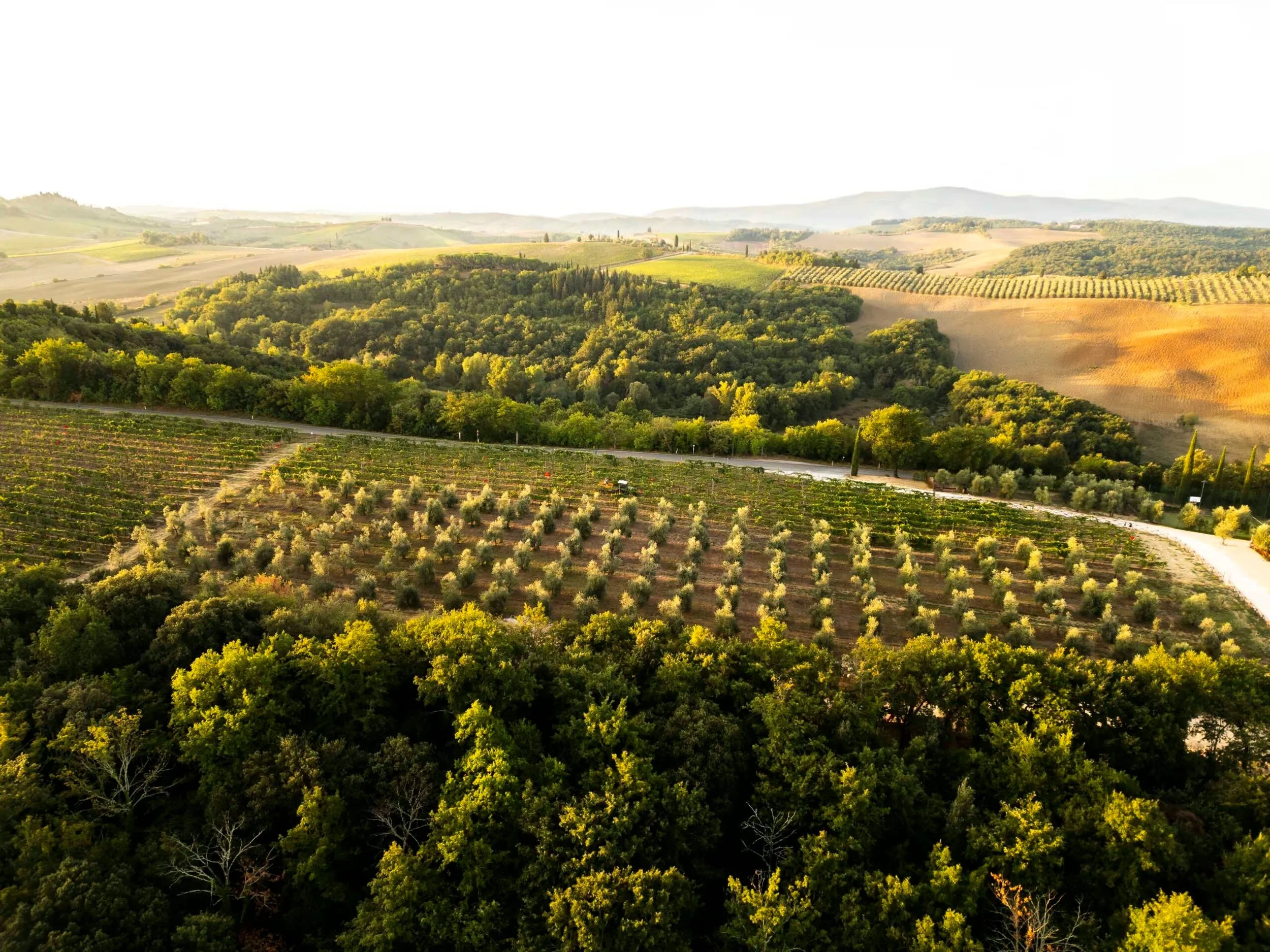 Panorama-Belvedere-olive-winery-scaled-optimized.jpg