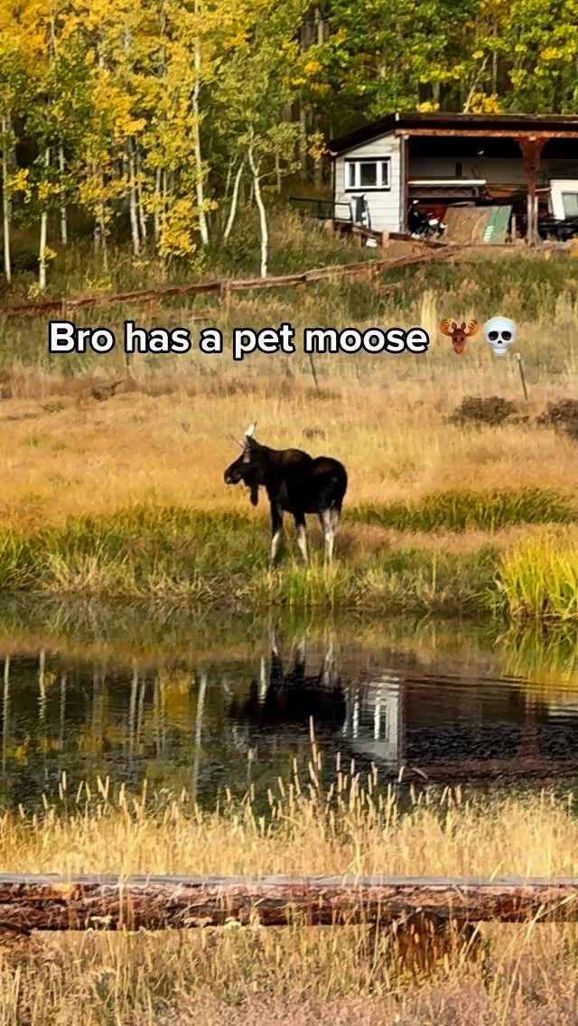 The landlord was a grandpa who actually had 3 pet moose’s….anyways MAS and Joint MSA are partnering for the annual fall hike on SATURDAY SEPT. 27. Details on the flyer. Registration form in bio! Be sure to RSVP OKAY?!?