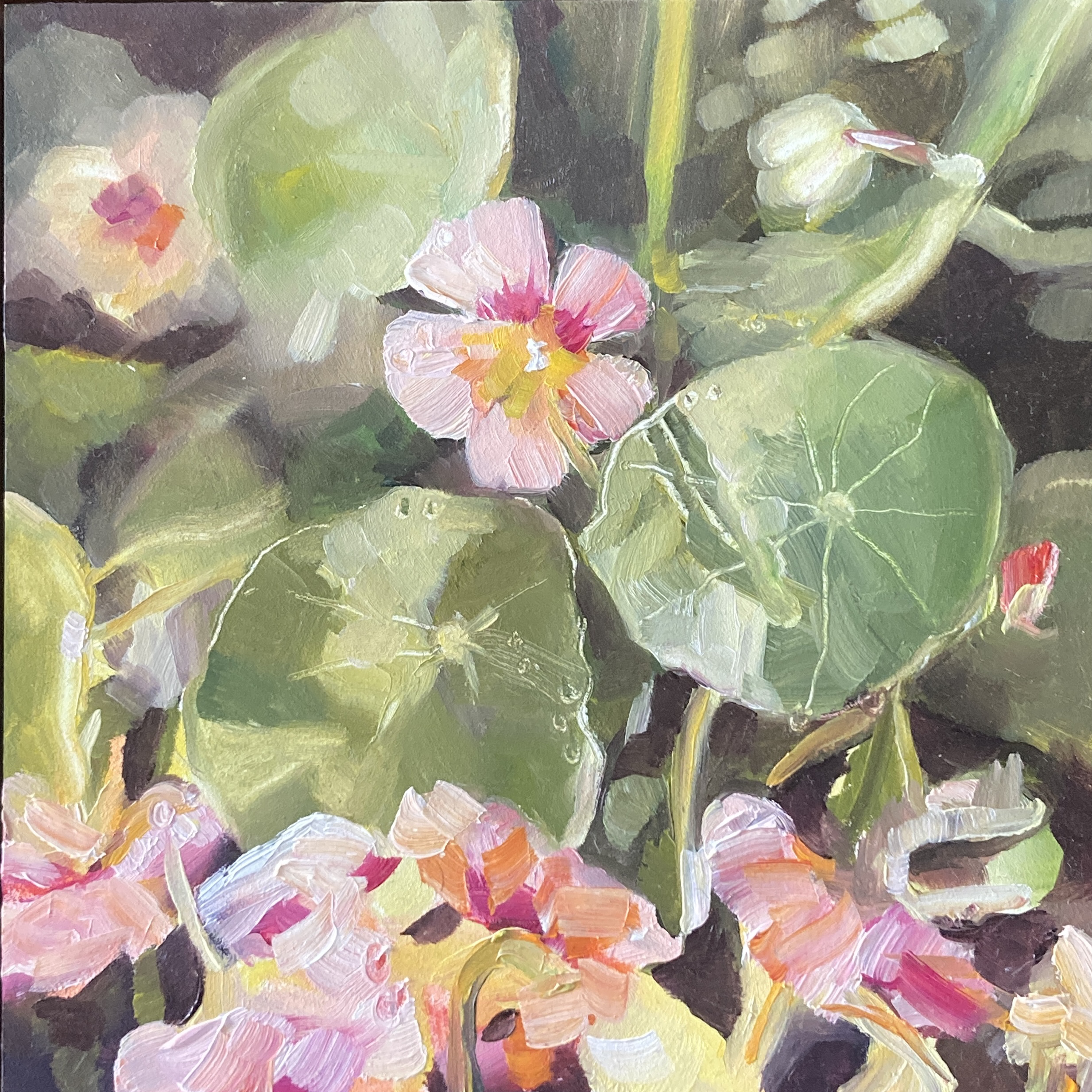 Nasturtiums
