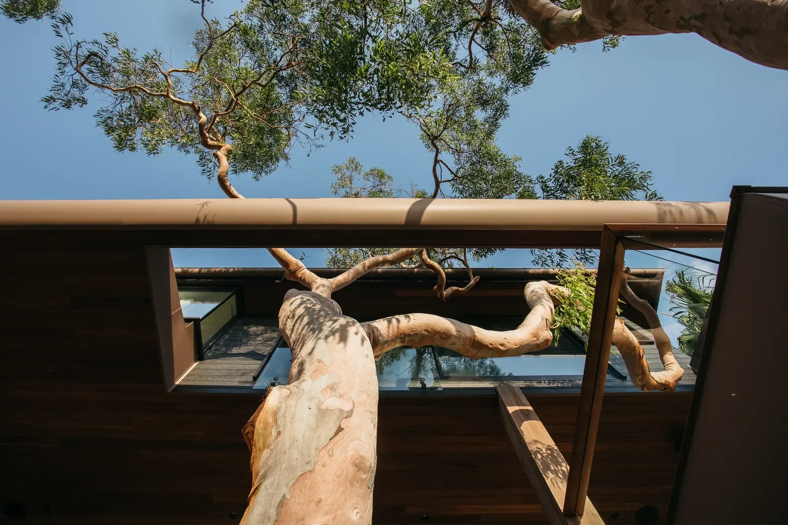 palm-beach-angophora-136.webp