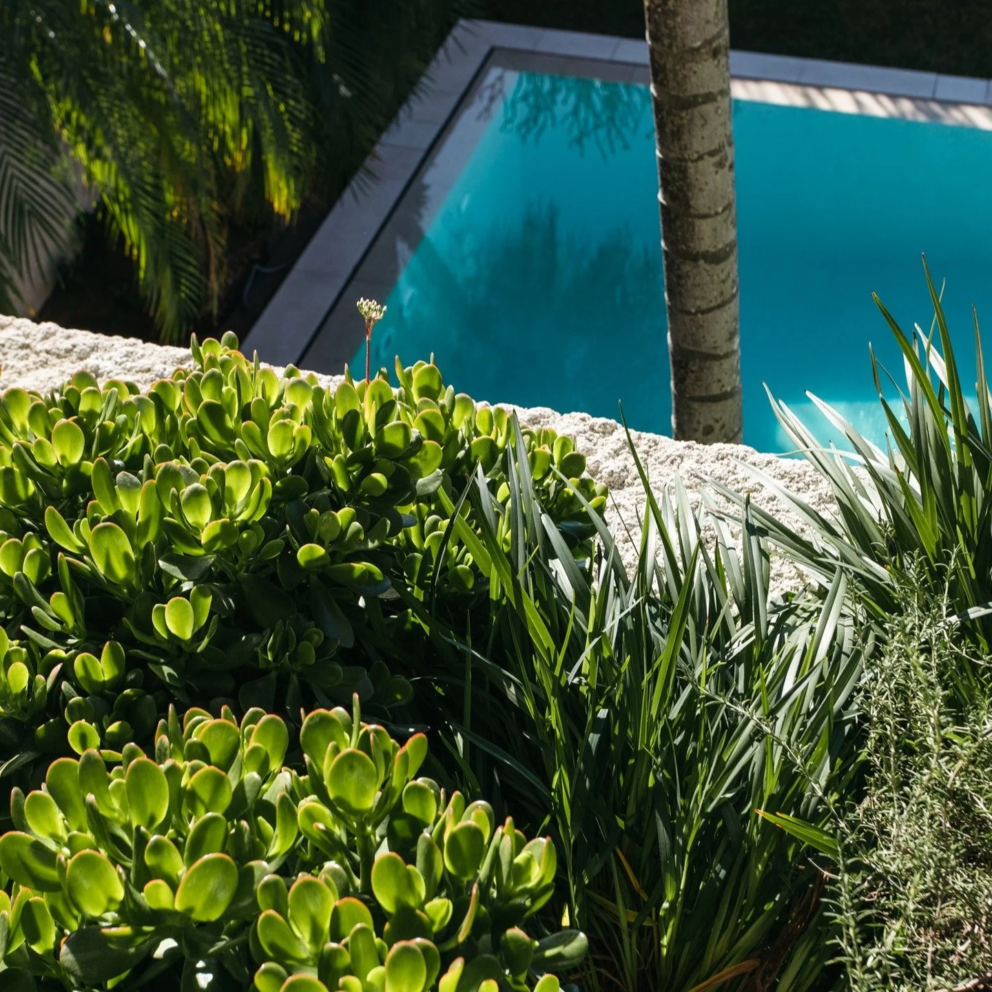 3 shots from Bronte Swell House taken recently with @huntermanuel_ 
@walterbarda &amp; @mandgbuilding 
#landscaping 
#landscapedesign 
#architecturephotography 
#architect 
#gardendesign