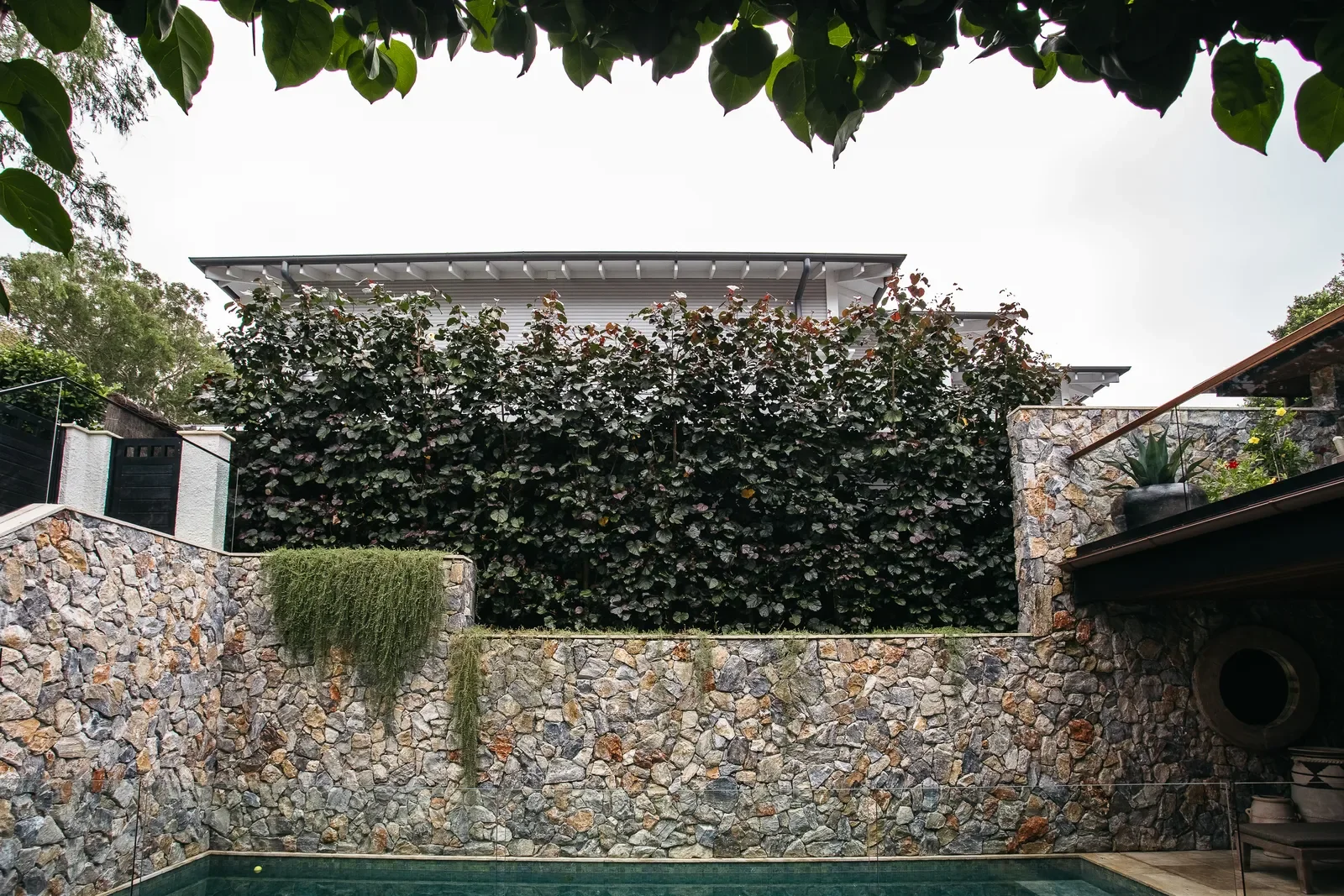 palm-beach-angophora-113.webp