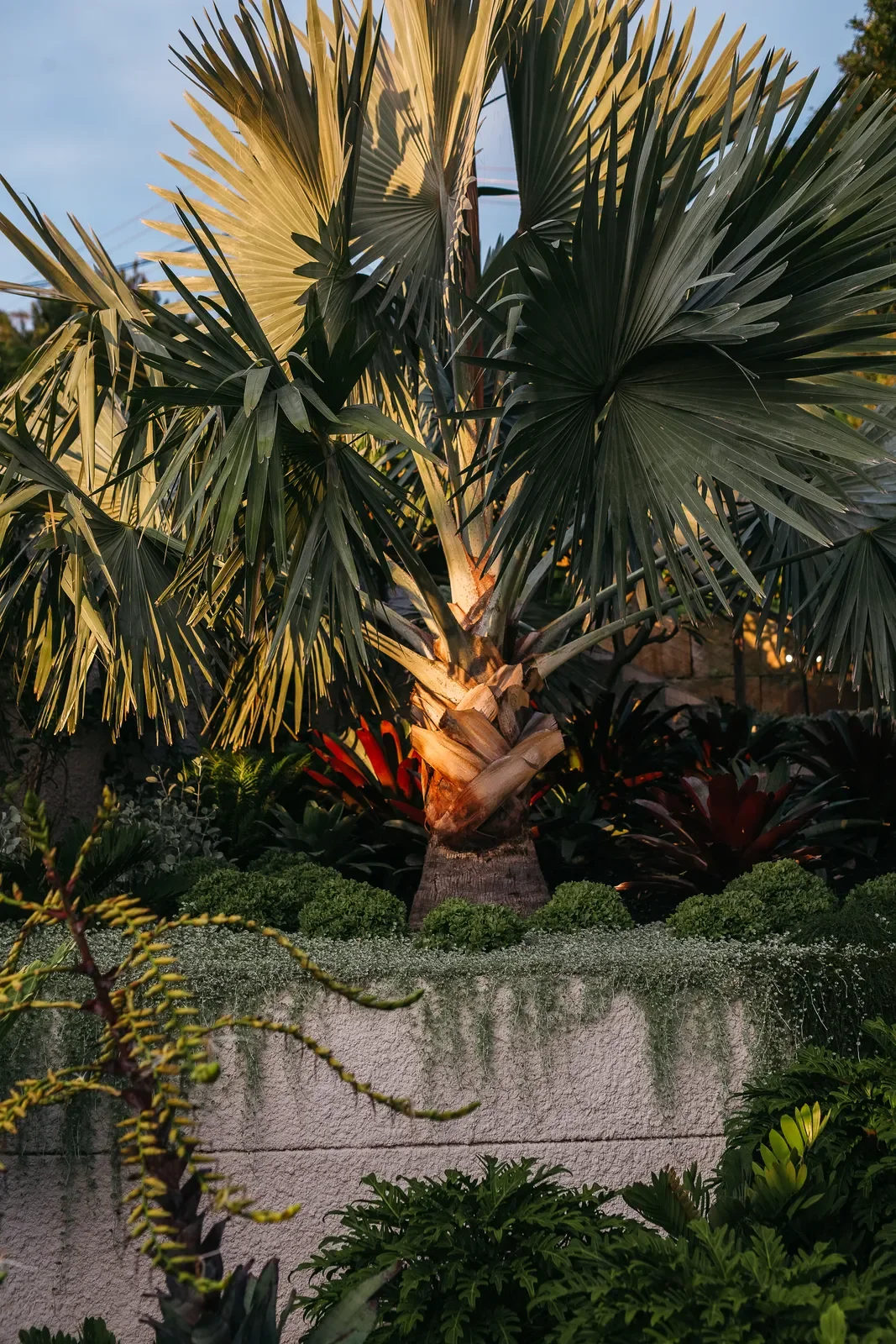 palm-beach-angophora-061.webp