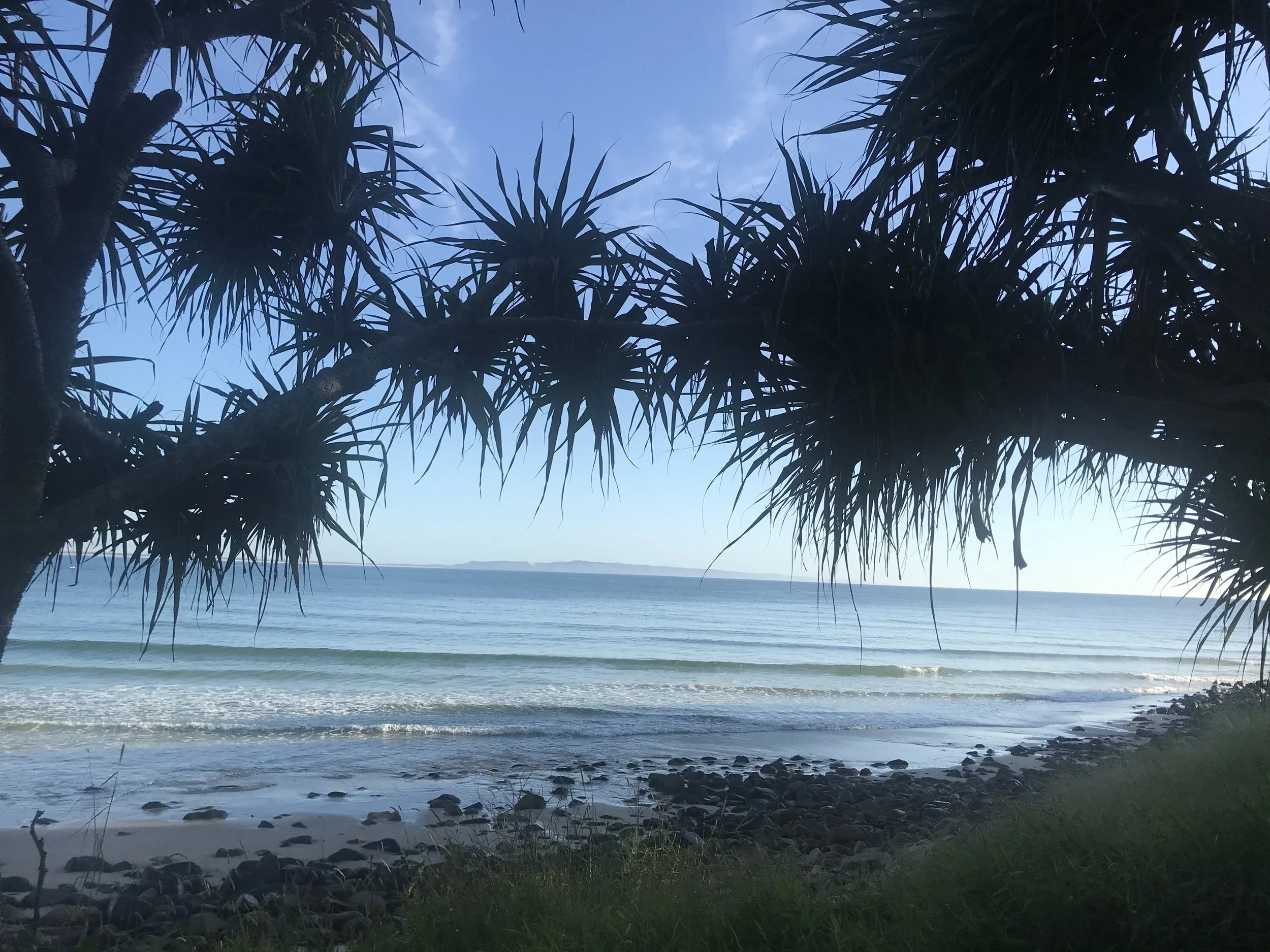 A view of a beach through overhanging tree branches with spiky leaves, calm ocean waves, and a partly cloudy sky.