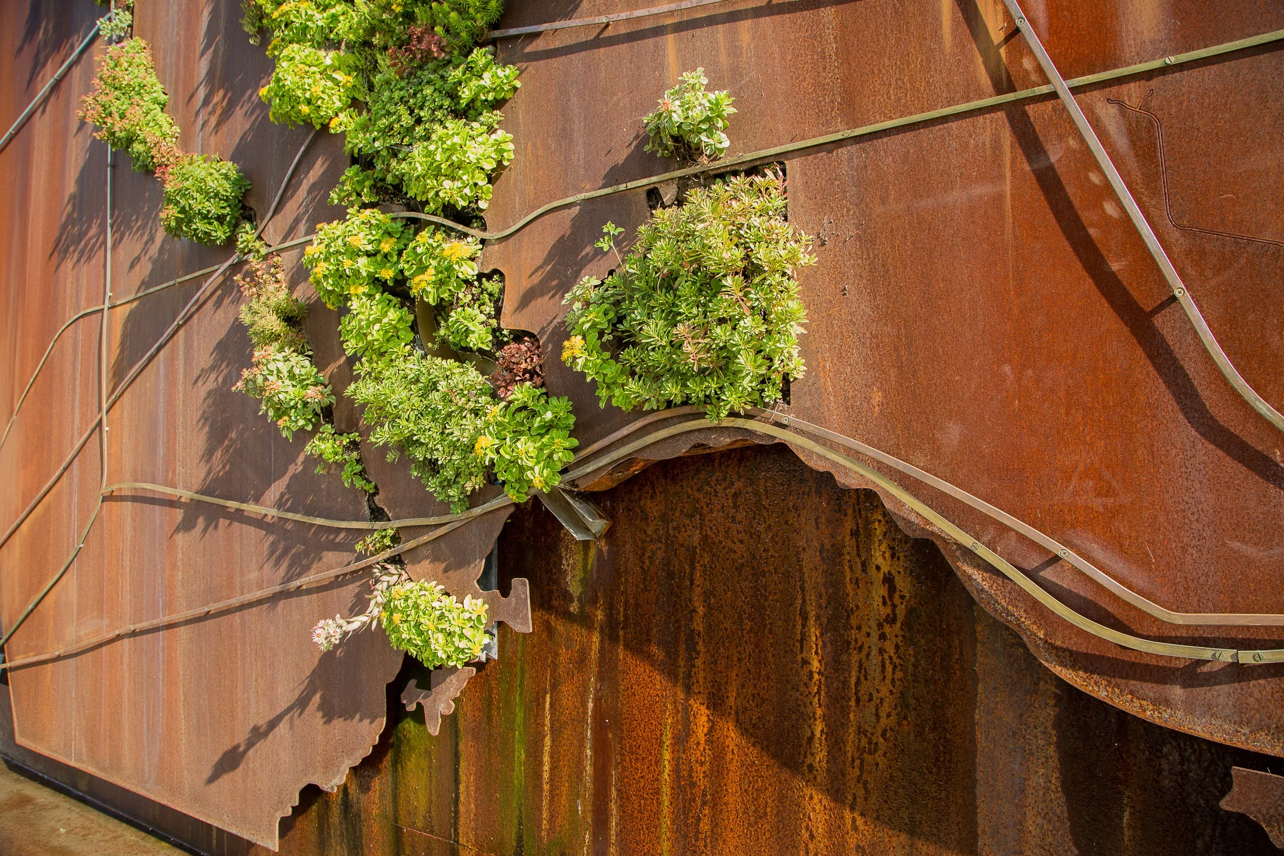 Colorful succulent plants growing on a rusted metal sculpture.
