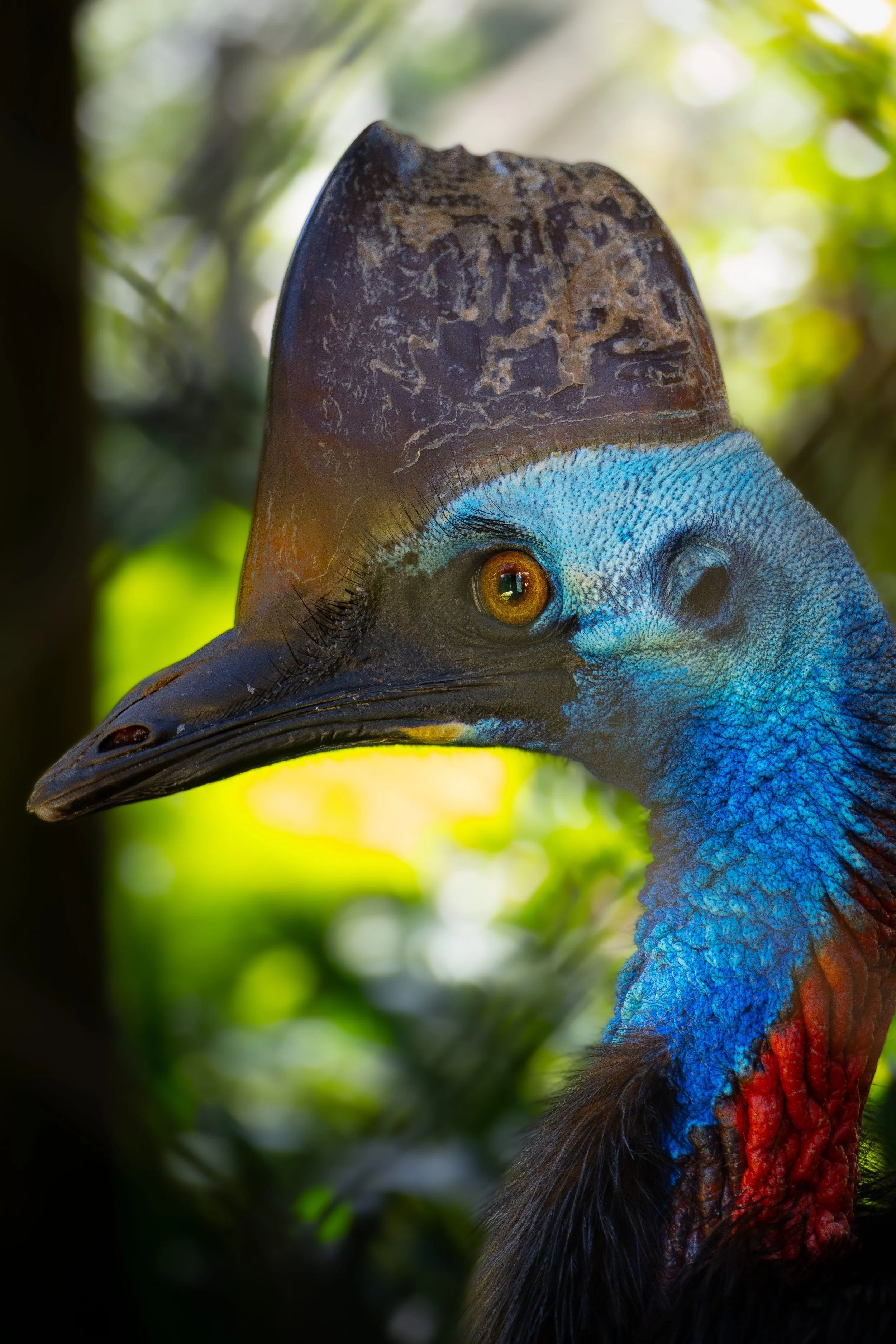 Cassowary.jpg