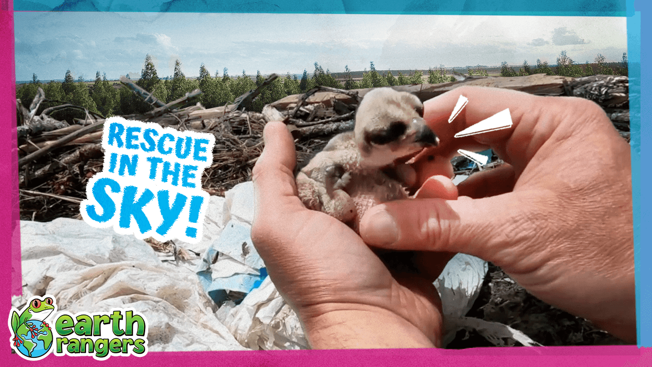 FINAL osprey thumbnail.png