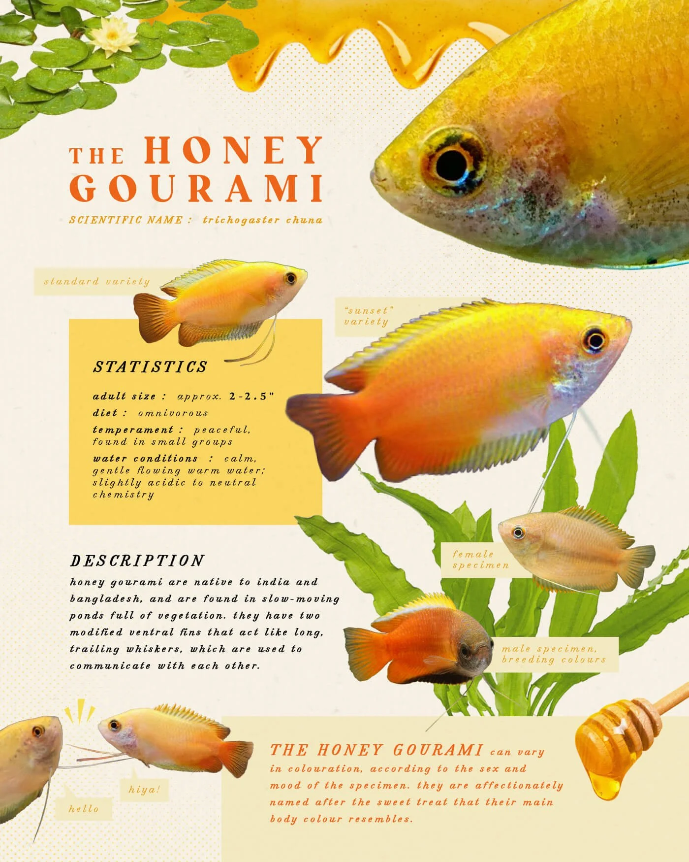 honey-gourami-fx.jpg