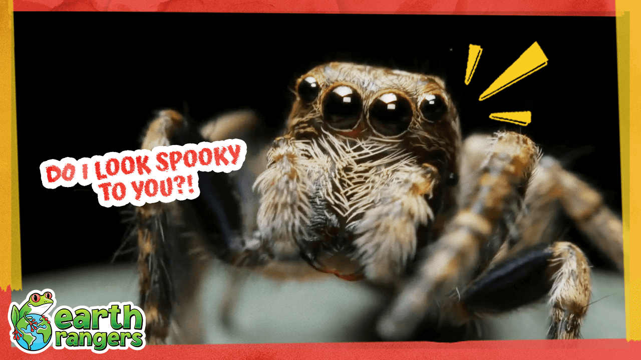 HalloweenThumb FINAL.png