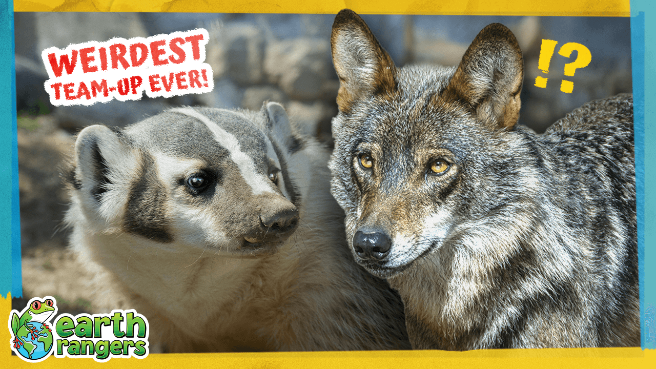 CoyBadgerTeamup FINAL.png