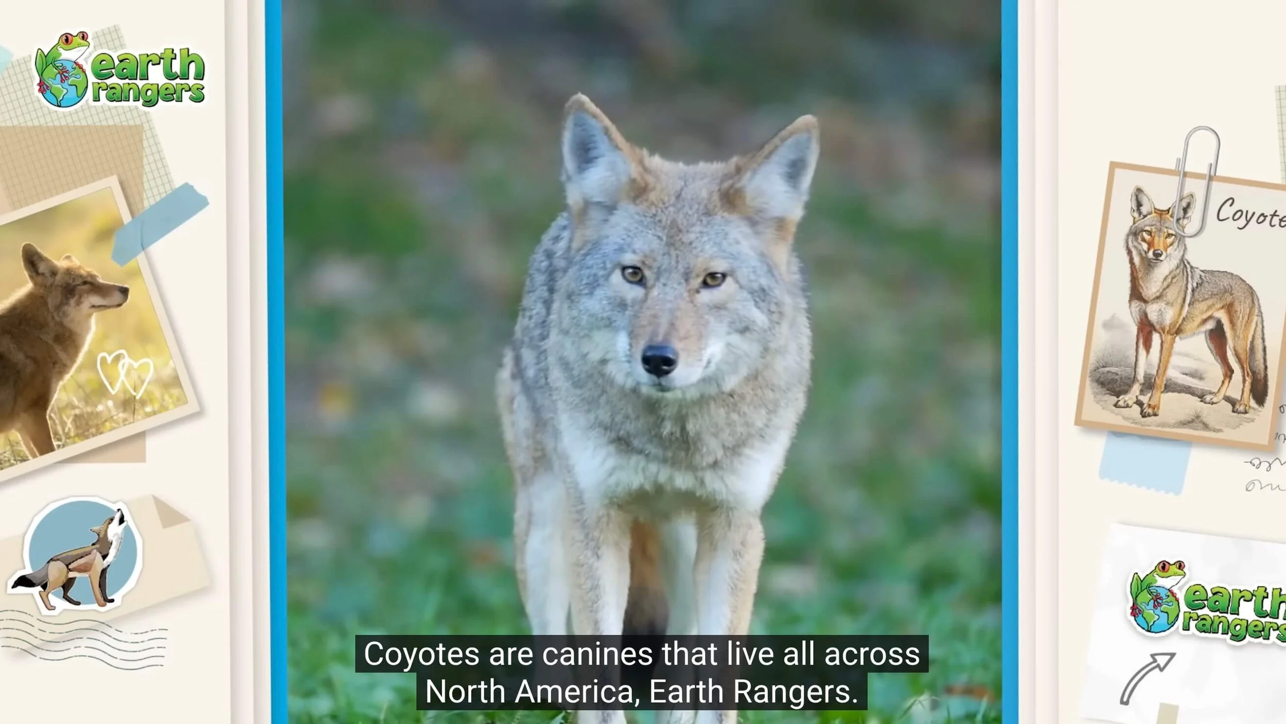coyote scnr (1).jpg