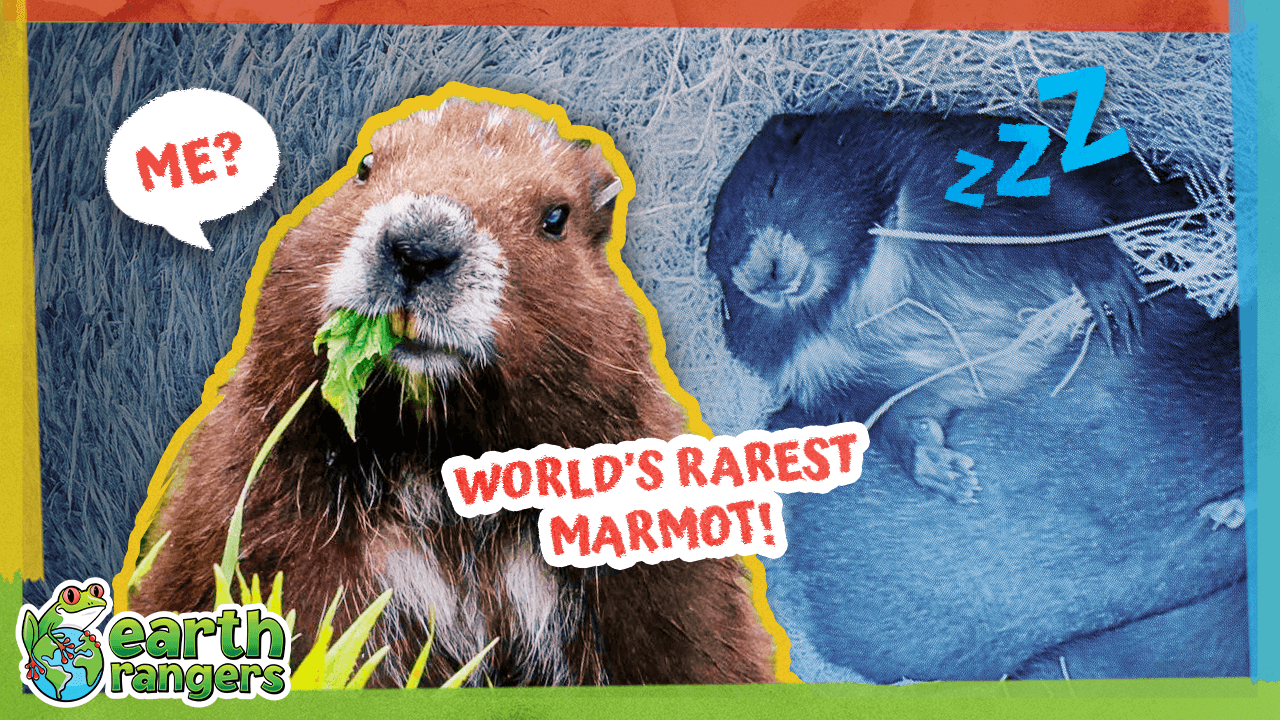 MarmotsThumb FINAL.png