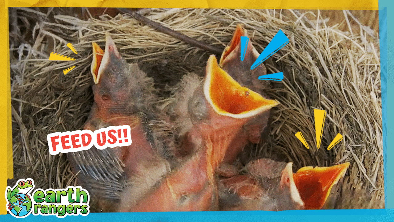 RobinsThumbnail FINAL.png